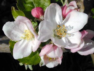 20061006092239-flores01.jpg
